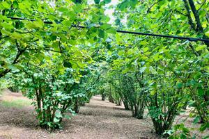 TER. AGRICOLO A SORIANO NEL CIMINO
