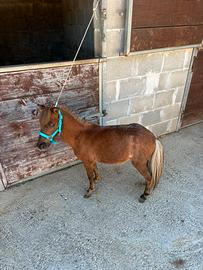 Mini Pony Shetland