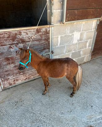 Mini Pony Shetland