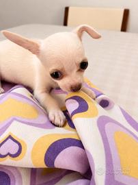cucciolo di chihuahua 