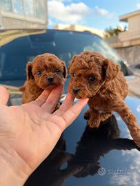 Barboncini Rossi Mini Toy