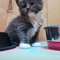 Cuccioli Maine Coon con Pedigree