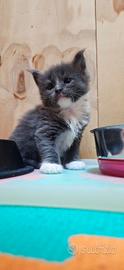 Cuccioli Maine Coon con Pedigree