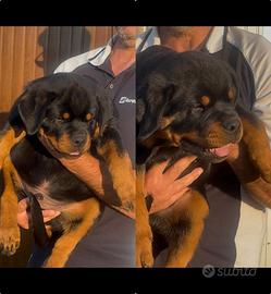Cucciolia Rottweiller