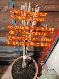 13 + 2 piante omaggio nocciole di 1 anno 