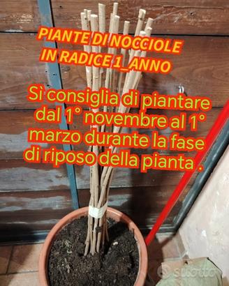13 + 2 piante omaggio nocciole di 1 anno 