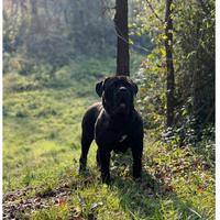Bandog (cane corso mastino)