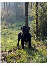 Bandog (cane corso mastino)