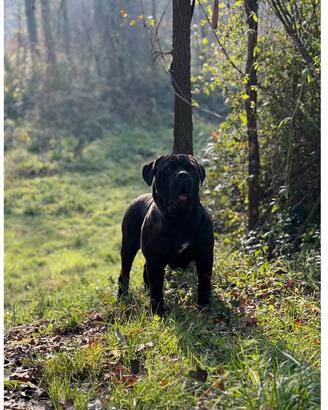 Bandog (cane corso mastino)