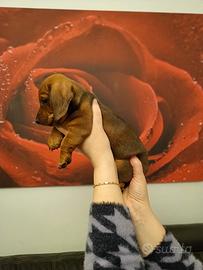 Ultimo cucciolo maschio bassotto taglia nano