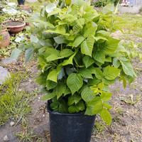 Piantine lamponi rossi - 1,5 euro/cad