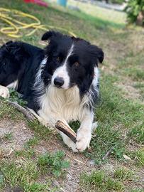 Border collie disponibile per monta