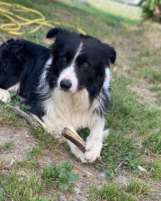 Border collie disponibile per monta