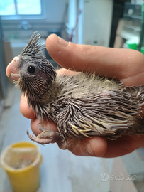 Calopsite da imbecco