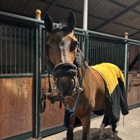Cavallo da salto