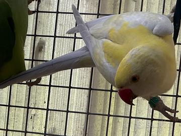 Parrocchetti dal collare