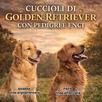 Cuccioli Golden retriever con pedigree ENCI