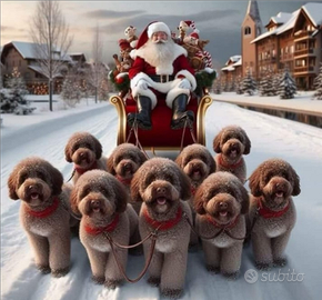Cuccioli Lagotto romagnolo pedigree Roy Natale