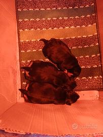 Cani Pincher neri focati pura razza