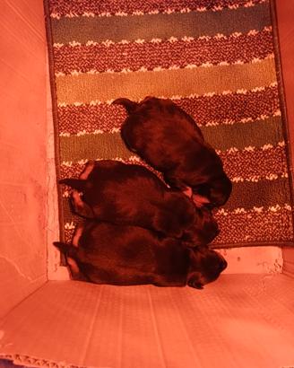 Cani Pincher neri focati pura razza