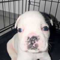 Piccoli bulldog
