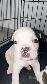 Piccoli bulldog