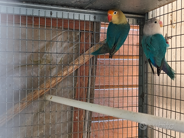 Inseparabili Fischer