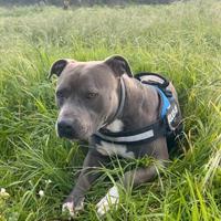 Pitbull UKC disponibile per monta