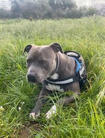 Pitbull UKC disponibile per monta