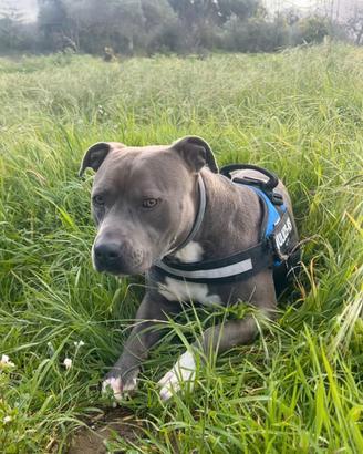 Pitbull UKC disponibile per monta