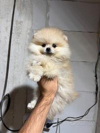 Spitz pomerania-tedesco