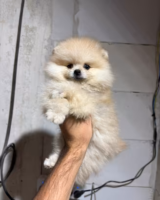 Spitz pomerania-tedesco