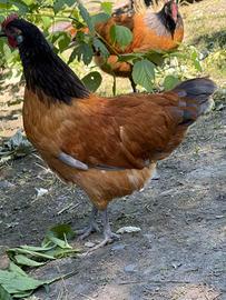 Galline ornamentali vorwek fulvo blu