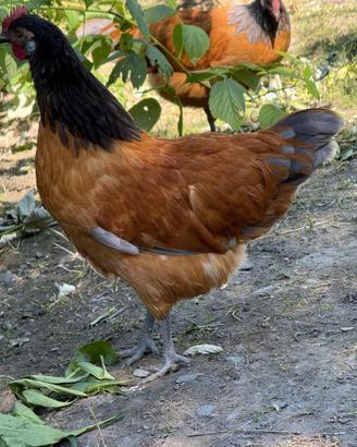 Galline ornamentali vorwek fulvo blu
