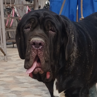 Mastino napoletano