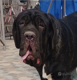 Mastino napoletano