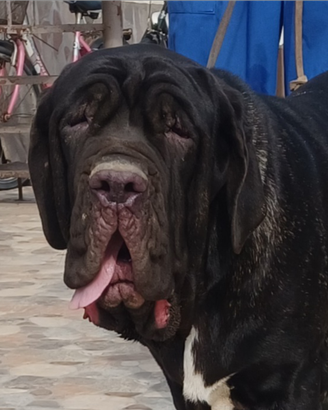 Mastino napoletano