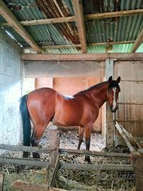 Cavallo Angolo Arabo