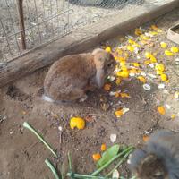 Coniglietto Simil Ariete