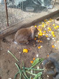 Coniglietto Simil Ariete