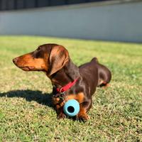 Bassotto Kaninchen cioccolato accoppiamento ENCI