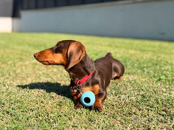 Bassotto Kaninchen cioccolato accoppiamento ENCI