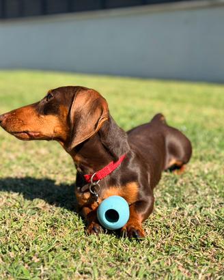 Bassotto Kaninchen cioccolato accoppiamento ENCI