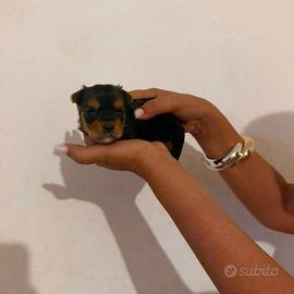 cuccioli yorkshire