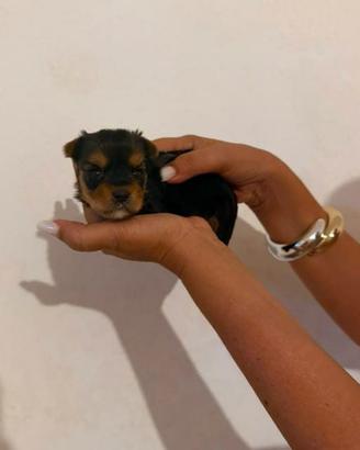 cuccioli yorkshire