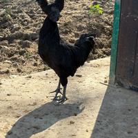 Galletto cemani