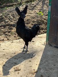 Galletto cemani