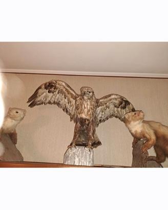 ANIMALI.  IMBALSAMATI