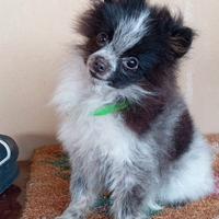 Spitz femmina di 3 mesi