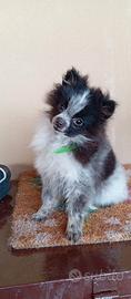 Spitz femmina di 3 mesi